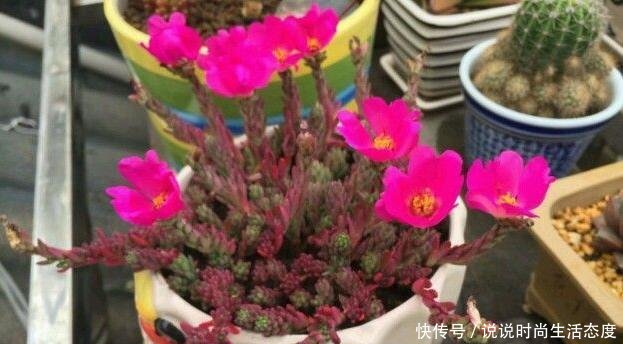  『像太阳花』多肉紫米粒，繁殖最容易，一粒变一群，3个月溢出盆