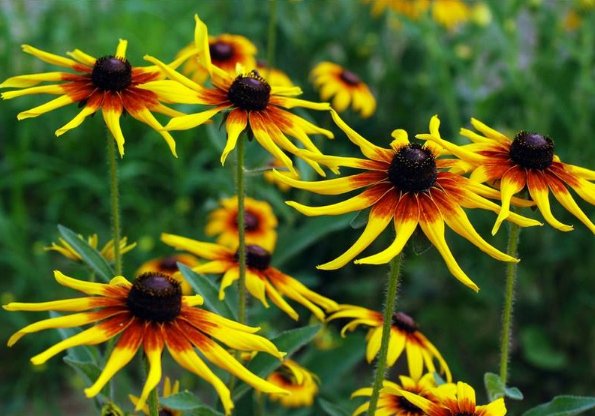  『小花』非常容易长爆盆的5种小花，懒人也能养出一片花海，霸占整个阳台