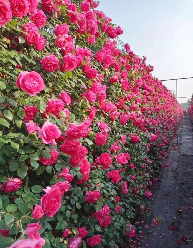 「体温检测」第四届〈花乡玫瑰〉艺术节!门票无限量免费送!