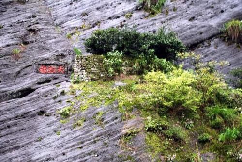  「树木」堪称世界之最的6种树木，其中最贵、最毒、最硬的树都在