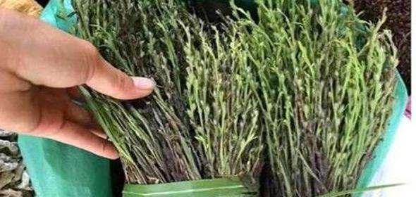 人称“草中黄金”，价值不输人参，农村人视为宝