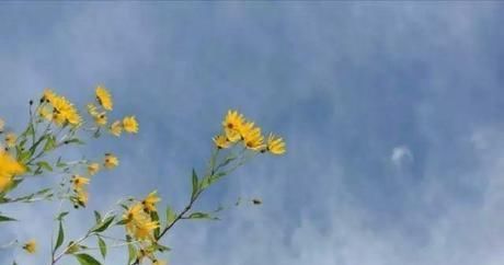 『小院』20多岁的年龄差距,却把一个破烂的农家小院变成了“桃花源”