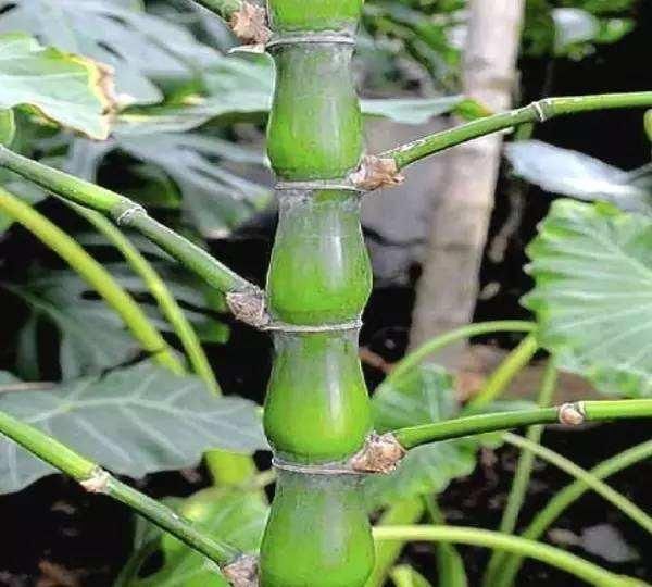  「取名」原来花草名字是这么来的，长见识了！
