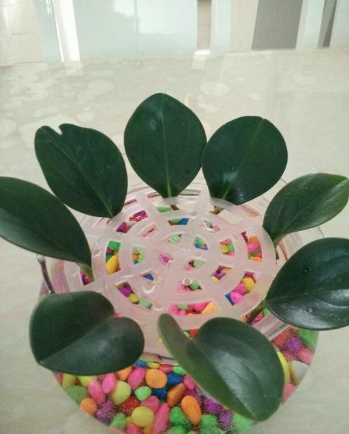  分株：你知道碧玉花怎么繁殖吗？这两种简单的方法，新手也可以操作