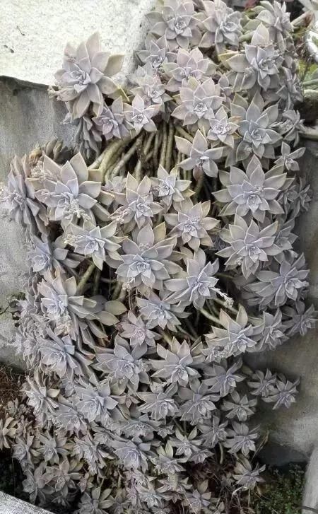  「脸盲」36种多肉图谱，啥肉都能叫上名，不再脸盲！