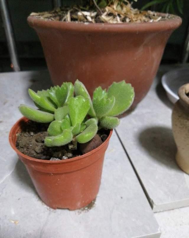  #叶片#这个时候熊童子生长关键期，注意不好这几点，就等着养死吧