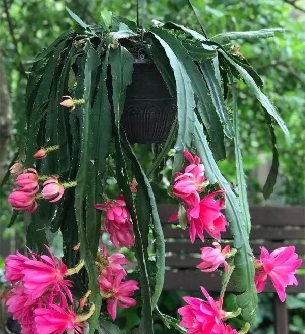  照样：不会养花,养一盆死一盆?那就试试这5种,不用打理照样能活