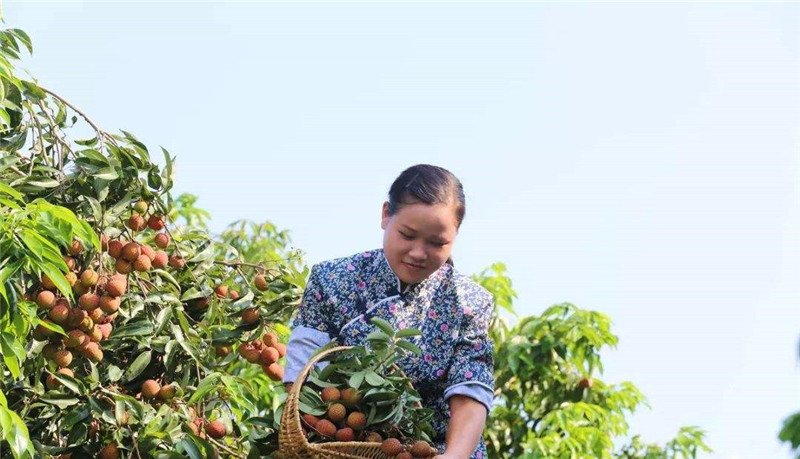 中国从巴铁买下万吨水果，解决当地水果滞销，越南求同等待遇