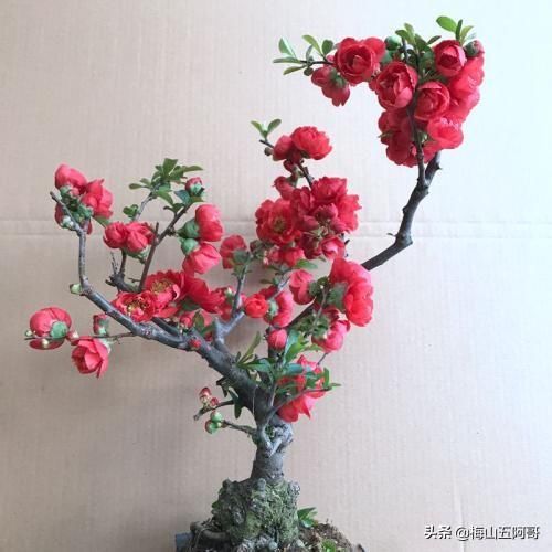此花造型优美，连续开花130天，阳台上摆上2盆，比玫瑰花还漂亮!