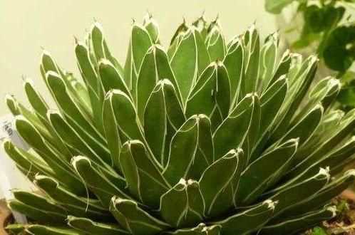  『花开香』此款植物经常爆盆，好养颜值高，枝叶亭亭玉立，花开香飘溢满屋