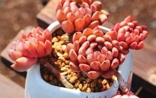  多肉植物|夏天养多肉有4忌，做好养护，安全度夏
