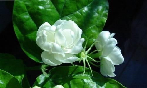  『提高』“4种花”最适合养卧室，漂亮又养人，提高睡眠质量，心情好！