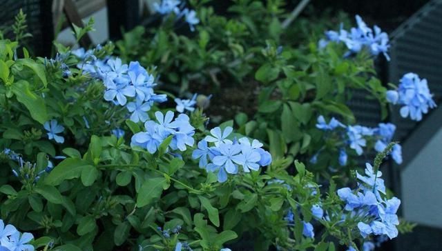  「蓝雪花」你的阳台离小花园差这3种花，种上后，给你带来不一样的生活感受