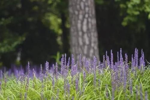  花儿：8种易养的铺满一地的花儿，轻松圆你的花园梦