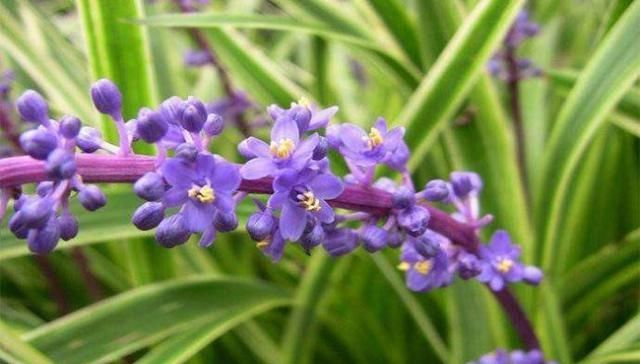  践踏@绿化带中的它原来浑身是宝，见到别践踏，20元一斤供不应求