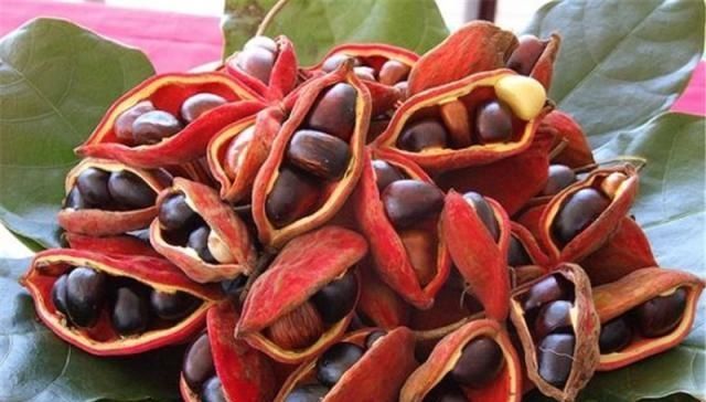  板栗■味道似板栗，焖鸡是名菜，七夕节能卖断货，一斤20元农民