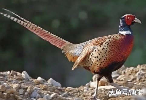  「俗话」农村老俗话“上山甲鱼，下山野鸡不能碰”什么意思？有