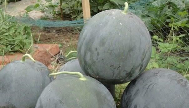 曾经风靡一时的“黑皮西瓜”，为何现在很少见了？原因让人意外