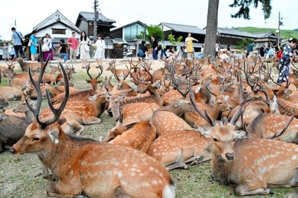 日本奈良百余只小鹿聚集成奇景 原因尚未探明