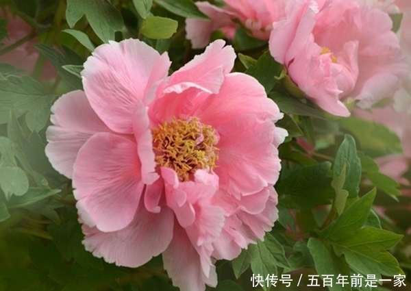 『盛开』2020年姻缘袭来,桃花盛开,命里犯桃花的4大生肖!