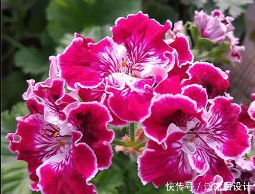  每种■110种天竺葵，每种都超美，看看你认识多少种？