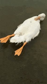  [搞笑]搞笑gif：这个不是不倒翁吗？怎么突然间倒了？难道是我太胖了吗？