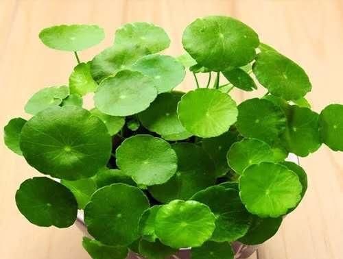 『新芽』铜钱草,6月“剪1刀”,新芽、新叶窜出来,不出1个月就爆盆!