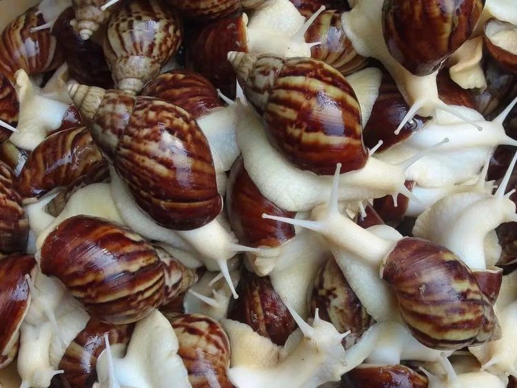  #齐名#它与鱼翅齐名，每亩利润高达万元，养殖的人却很少，农民