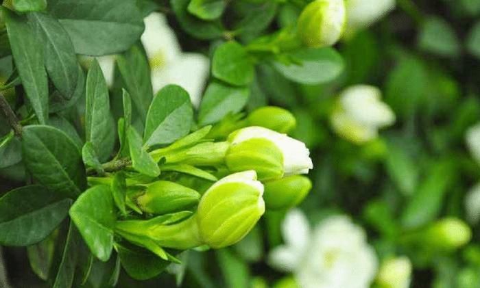  养殖栀子花■想把栀子花养好，要注意以下几点哦