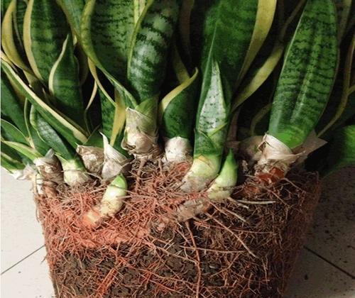  扦插■扦插虎皮兰要谨慎，生出一窝“老祖先”，一点也不好看