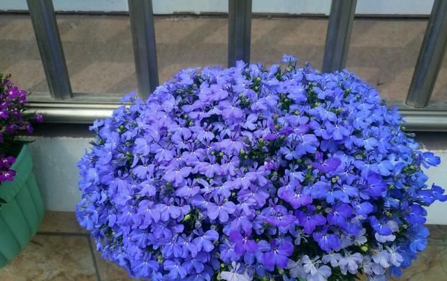 『盆栽』此款盆栽草花,花期很长,花多易爆盆,观赏价值高,还很好养护