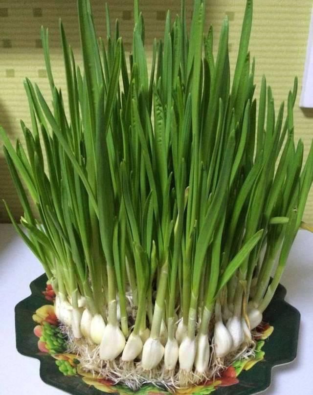  『蔬菜』在家中养这几种蔬菜，再也不用担心没有新鲜蔬菜吃啦！