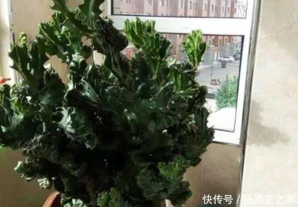  家里■这3种绿植家里没有亏大了，摆在客厅能镇宅，尤其是最后一种！