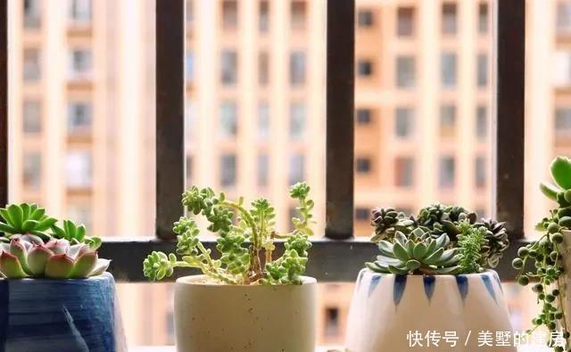  不见|5月养这6种花要“狠狠晒”，越晒越能开，否则只见叶子不见花