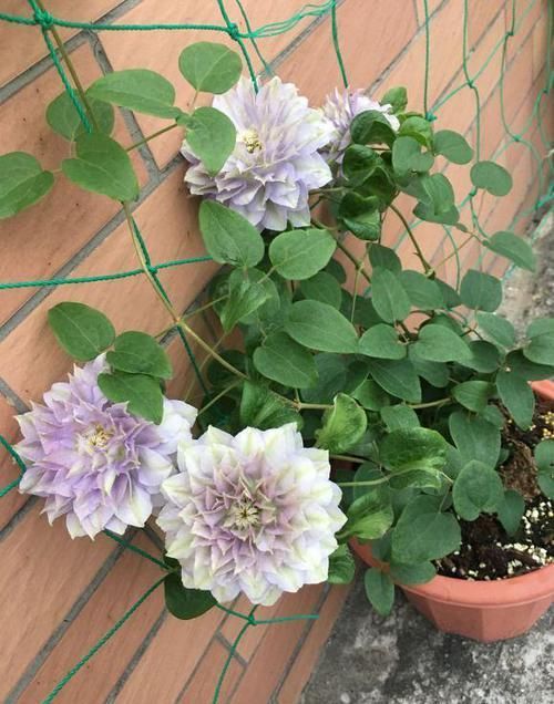  『春天』家里有这2种花，一年最好换次盆，否则长个慢，难开花