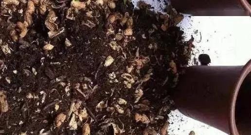  『就可以』养虎皮兰时，喂上这2种“零食”，侧芽长不停，还开花“爆盆”！