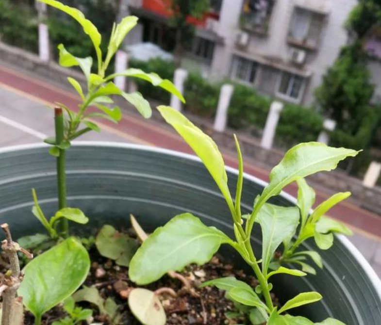  「常养」家中常养5种花“不用买”？掐个枝条插土里就活，晒晒就开花！