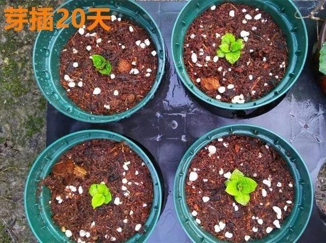 #长寿花#春天养花,掰个“新芽”塞盆里,15天生根长叶,养好还开花