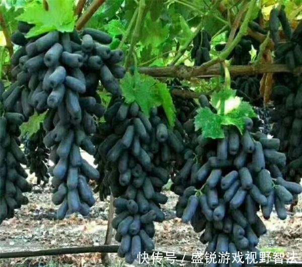 此树冻不死，插土就活，一亩挣90000元，有空地种2棵，当年挣一辆