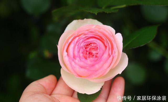  #能力#养花就养此3种，开花能力强爆盆简单，谁养谁喜欢，漂亮极了