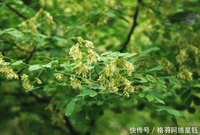  树木：农村一种古老的树，农民不知道珍惜当柴烧，须不知全身上