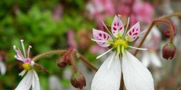  「人称」农村乡下一种野草，人称“耳朵红”，是一种珍贵草药，