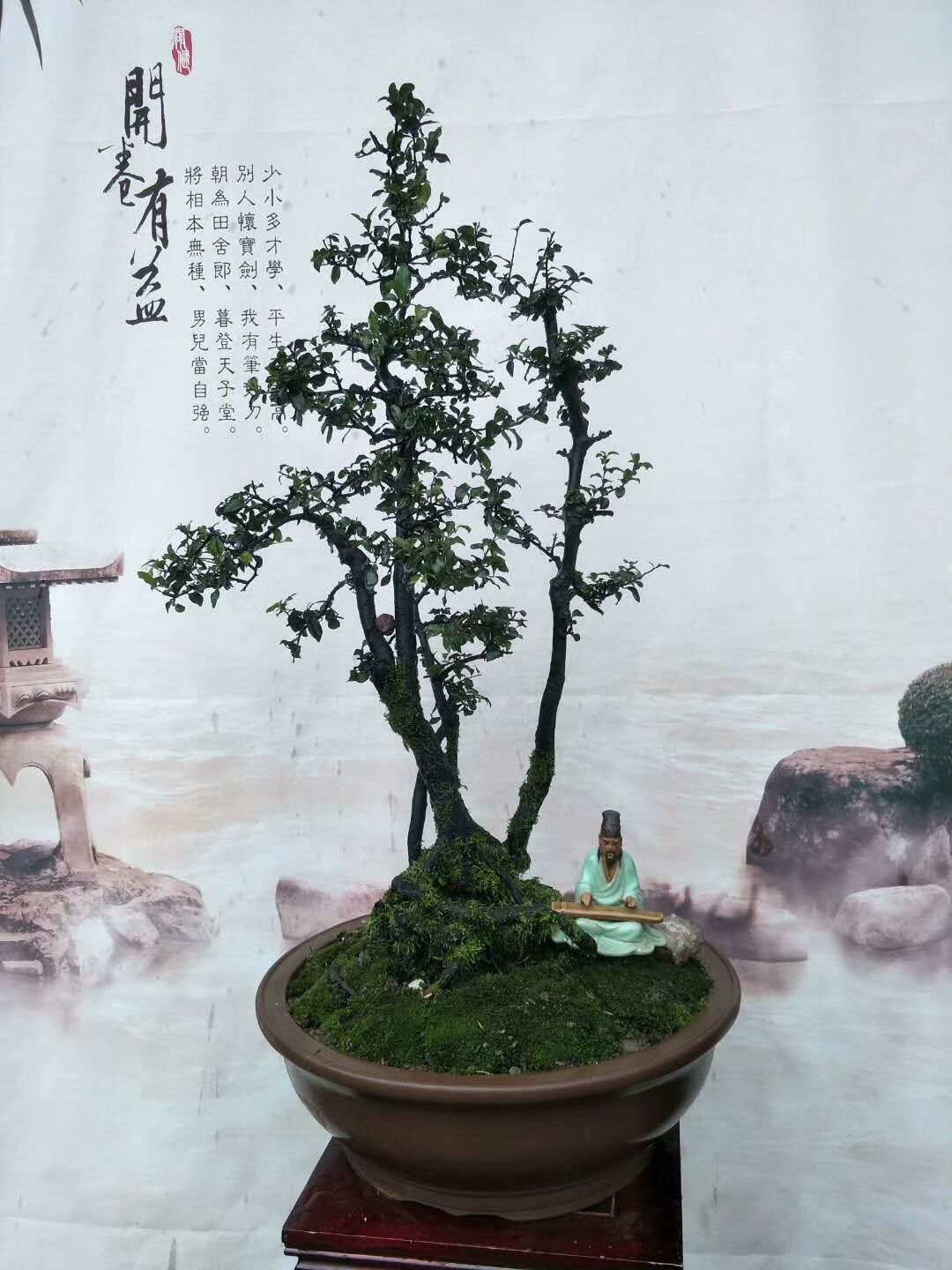 金弹子树桩盆景很有欣赏性，有的的确很美丽!