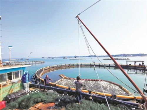  【养殖户】金鲳鱼大丰收 养殖户捕捞忙