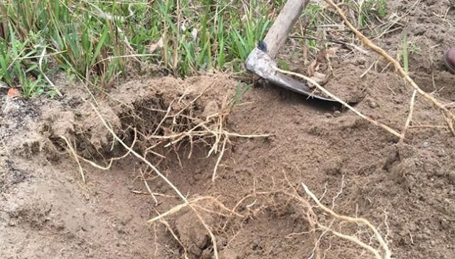  「收益」它是恶性杂草，农民恨得牙痒痒，现在人工种植成了高收