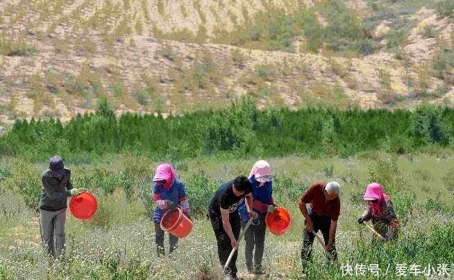 我国最无奈沙漠:80%已经变成绿洲,如今却迎来了一群“捣乱鬼”
