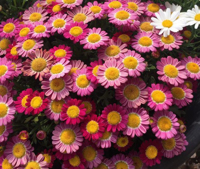 此花是世界名花,漂亮不输牡丹,养护容易,年年开花,南北都能种