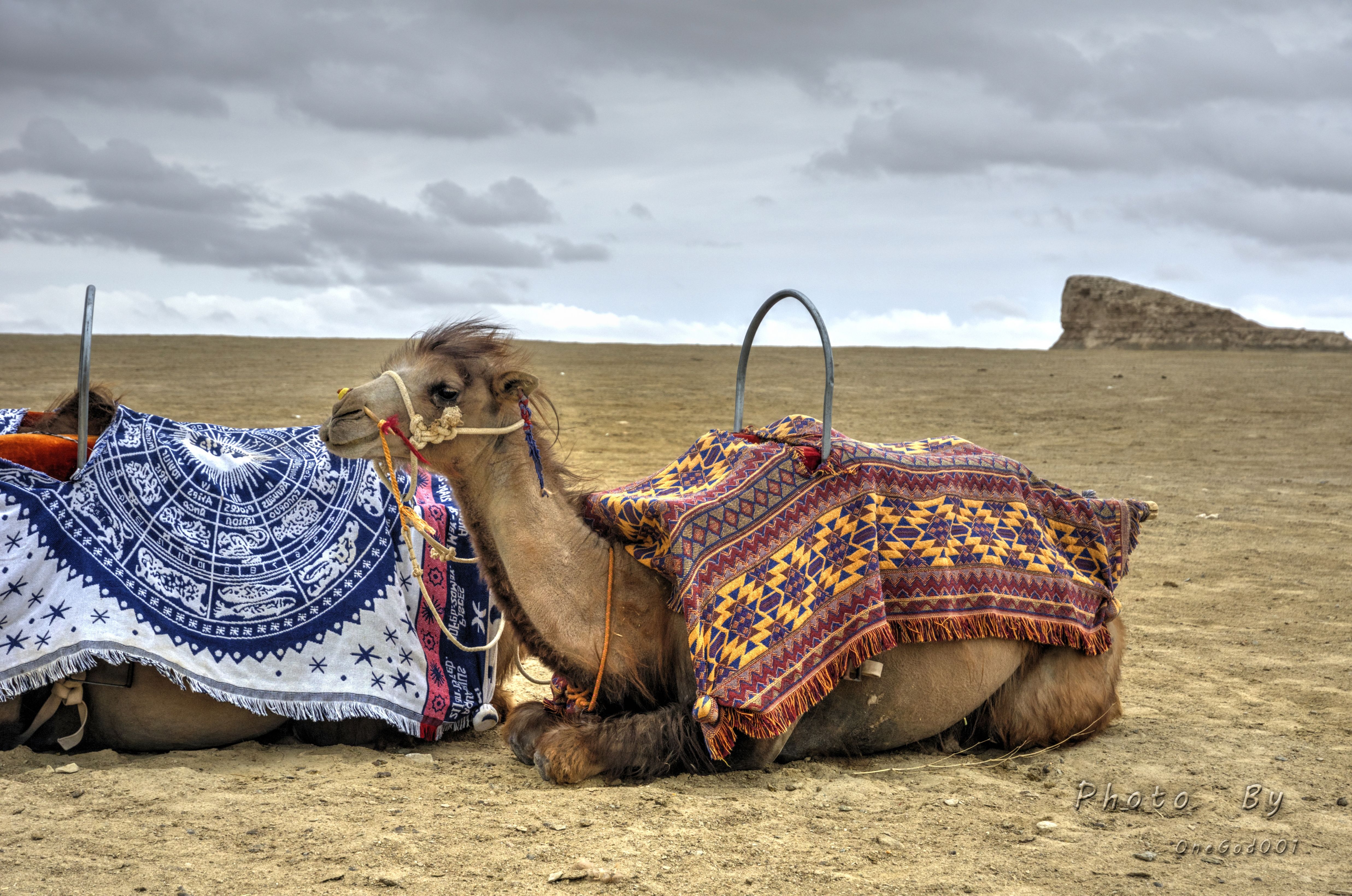 川进青出，十五天三省，318全线，冰川、湖泊、雪山探秘之旅。