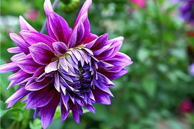  『适合』3种花很艳丽，颜色丰富花朵大，非常好养活，适合新手养在家里