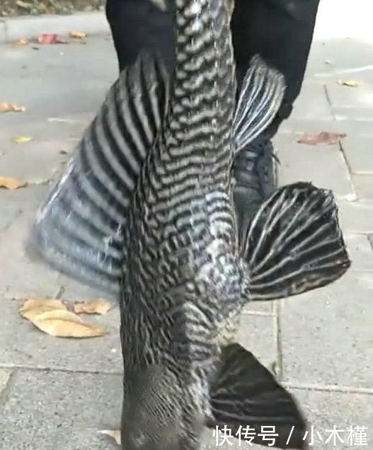  「人工湖」消失的西湖名鱼, 再现公园人工湖, 被当成清道夫捞起